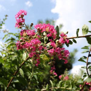 紫薇開花期|紫薇 (護理, 特徵, 花, 圖片)